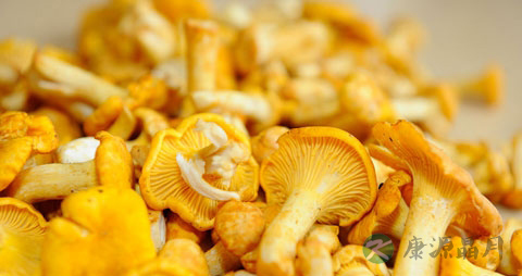 鸡油菌的吃法_哪些人不能吃鸡油菌