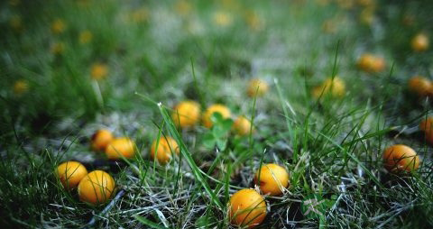 西梅干的功效与作用