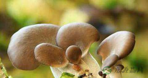 台湾平菇的营养价值_吃台湾平菇的好处 台湾平菇的营养价值_吃台湾平菇的好处