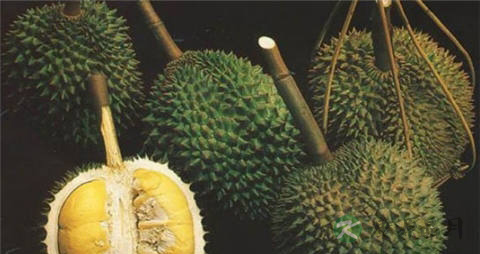 没开口的榴莲要放几天