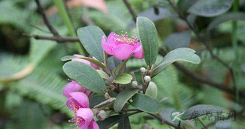 桃金娘的营养价值_吃桃金娘的好处