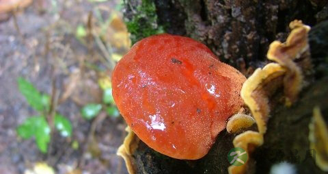 灵芝可以和什么煲汤