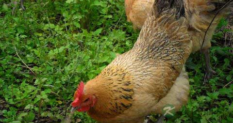 老母鸡的吃法_哪些人不能吃老母鸡