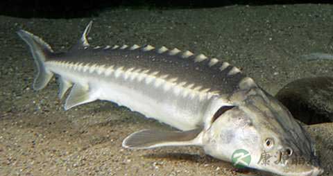 鲟鱼的营养价值_吃鲟鱼的好处