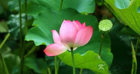 过夜的荷叶茶能喝吗