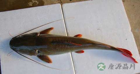 鲇鱼的吃法_哪些人不能吃鲇鱼