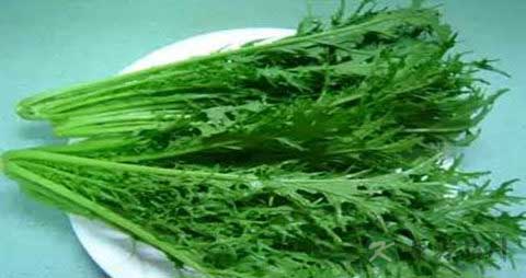 雪里红的营养价值_吃雪里红的好处