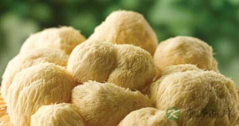 猴头蘑的营养价值_吃猴头蘑的好处 猴头蘑的营养价值_吃猴头蘑的好处