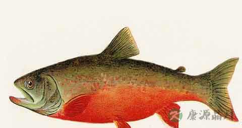 红鳟鱼的营养价值_吃红鳟鱼的好处 红鳟鱼的营养价值_吃红鳟鱼的好处