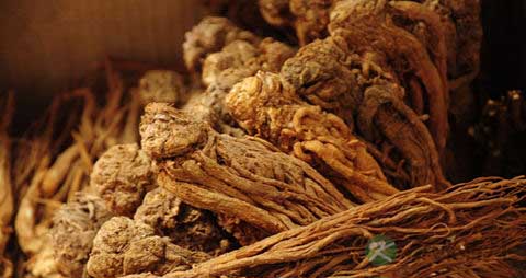 当归的吃法_哪些人不能吃当归