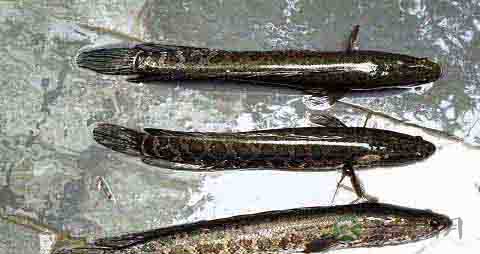 乌鱼的营养价值_吃乌鱼的好处