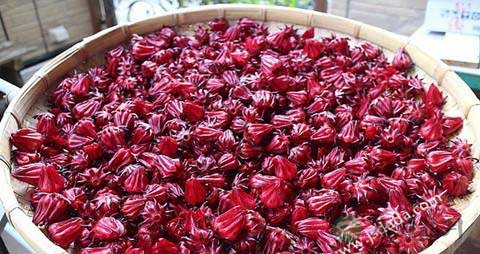 洛神花的营养价值_吃洛神花的好处