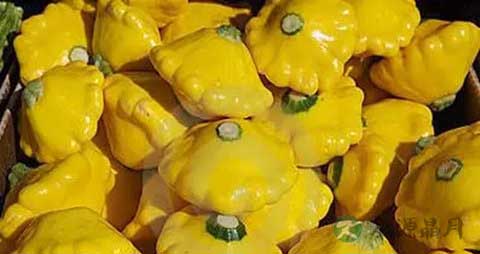 飞碟瓜的营养价值_吃飞碟瓜的好处