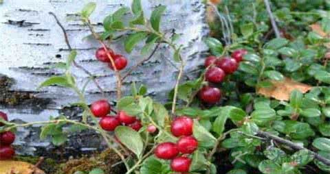 蔓越莓和越橘有什么区别