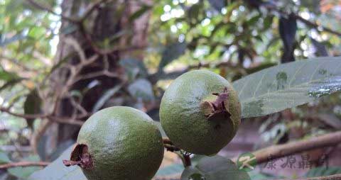 番石榴茶有什么药效