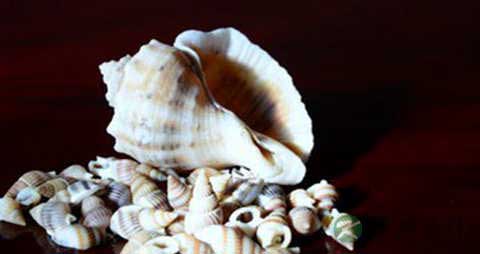 海螺丝的吃法_哪些人不能吃海螺丝 海螺丝的吃法_哪些人不能吃海螺丝