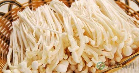 金针菇需要焯水吗