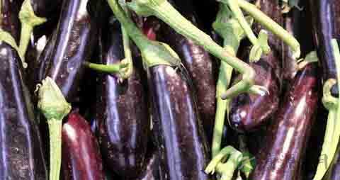 长茄子的吃法_哪些人不能吃长茄子