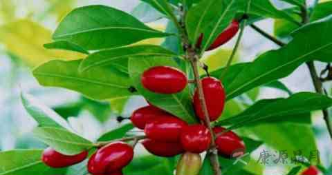 神秘果的吃法_哪些人不能吃神秘果