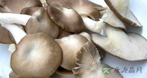 鲍鱼菇的吃法_哪些人不能吃鲍鱼菇