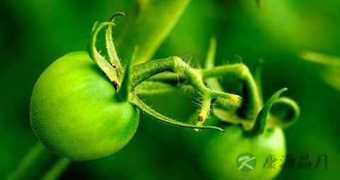 青西红柿怎么做好吃 青西红柿怎么做好吃