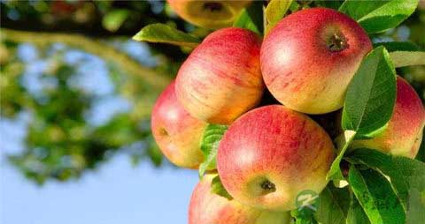 苹果和胡萝卜一起榨汁好喝吗