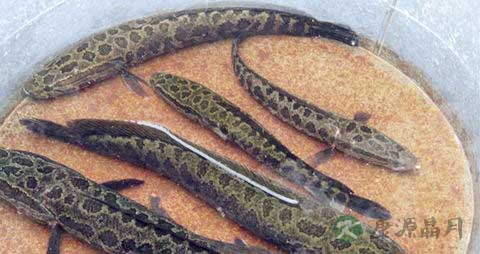 乌鳢的吃法_哪些人不能吃乌鳢
