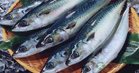 鲐鱼的吃法_哪些人不能吃鲐鱼