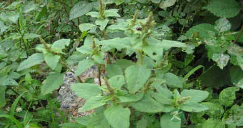 野苋菜的营养价值_吃野苋菜的好处