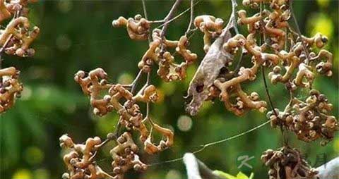 拐枣的吃法_哪些人不能吃拐枣