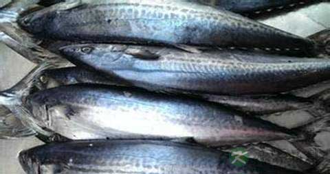 鲅鱼的营养价值_吃鲅鱼的好处