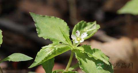 太子参的营养价值_吃太子参的好处