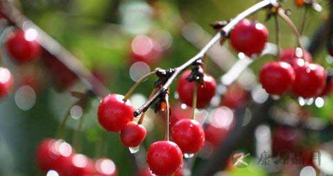 樱桃怎么吃最有营养价值