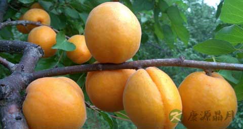 黄杏的营养价值_吃黄杏的好处