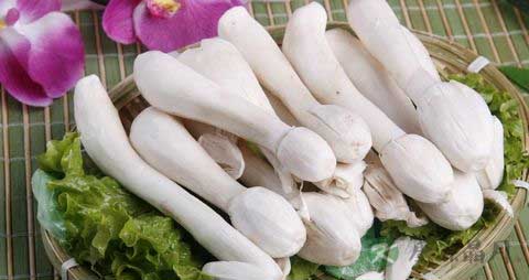 鸡腿菇和杏鲍菇的区别