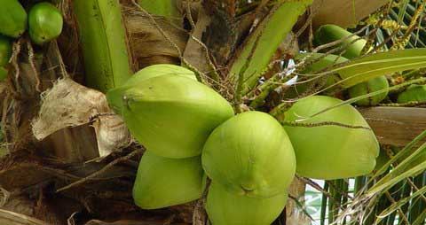 椰子的营养价值_吃椰子的好处
