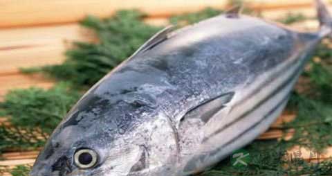 马鲛鱼的营养价值_吃马鲛鱼的好处