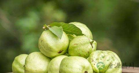 番石榴怎么看熟没熟 番石榴怎么看熟没熟