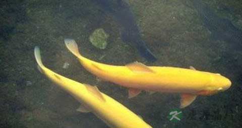 鳟鱼的吃法_哪些人不能吃鳟鱼