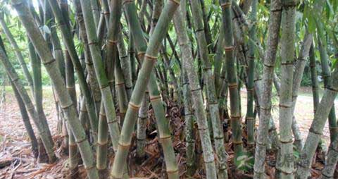 甜竹笋的营养价值_吃甜竹笋的好处