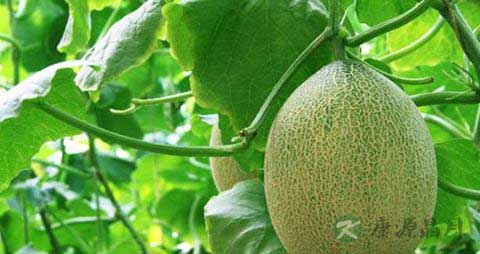 哈密瓜是什么季节的水果