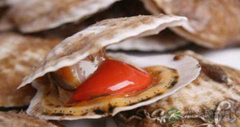 夏威夷贝的营养价值_吃夏威夷贝的好处