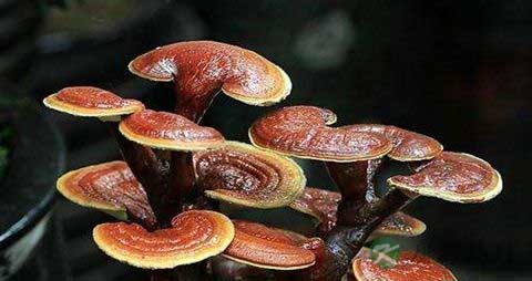 灵芝怎么做不苦