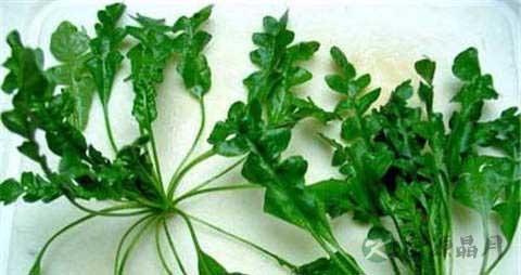 开花的荠菜怎么吃