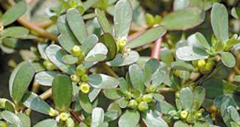 马齿苋能治扁平疣吗 马齿苋能治扁平疣吗