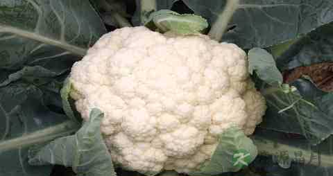 白花椰菜的吃法_哪些人不能吃白花椰菜 白花椰菜的吃法_哪些人不能吃白花椰菜