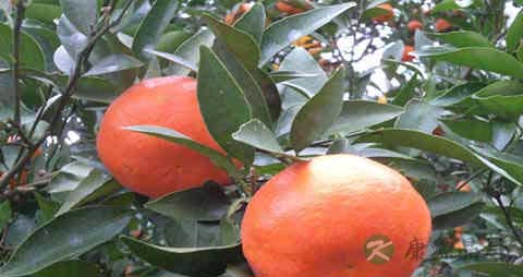 红桔的吃法_哪些人不能吃红桔 红桔的吃法_哪些人不能吃红桔