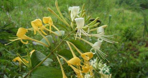 金银花茶的营养价值_吃金银花茶的好处