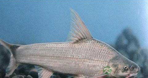 鳡鱼的吃法_哪些人不能吃鳡鱼