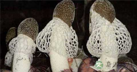 棘托竹荪的营养价值_吃棘托竹荪的好处